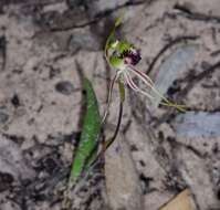 Caladenia verrucosa G. W. Carr resmi