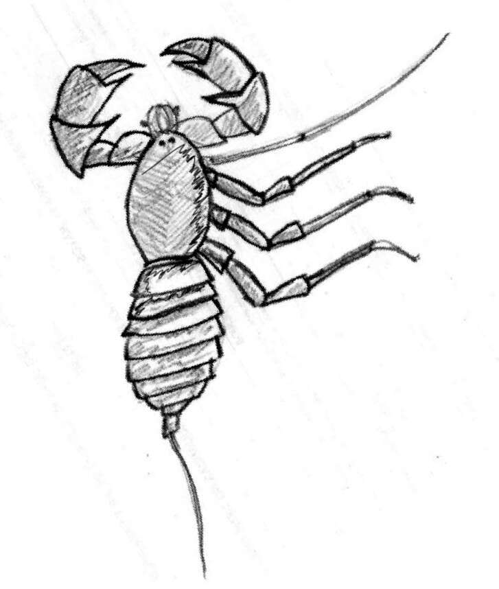 Image of Mastigoproctus colombianus Mello-Leitão 1940