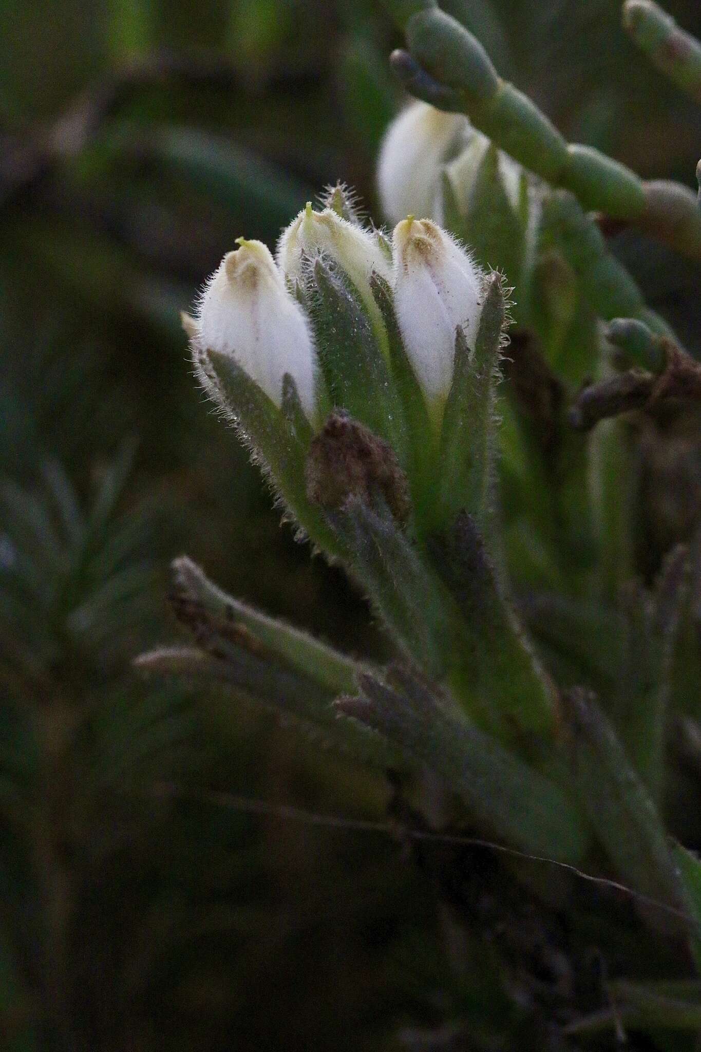 Image de Chloropyron maritimum subsp. maritimum