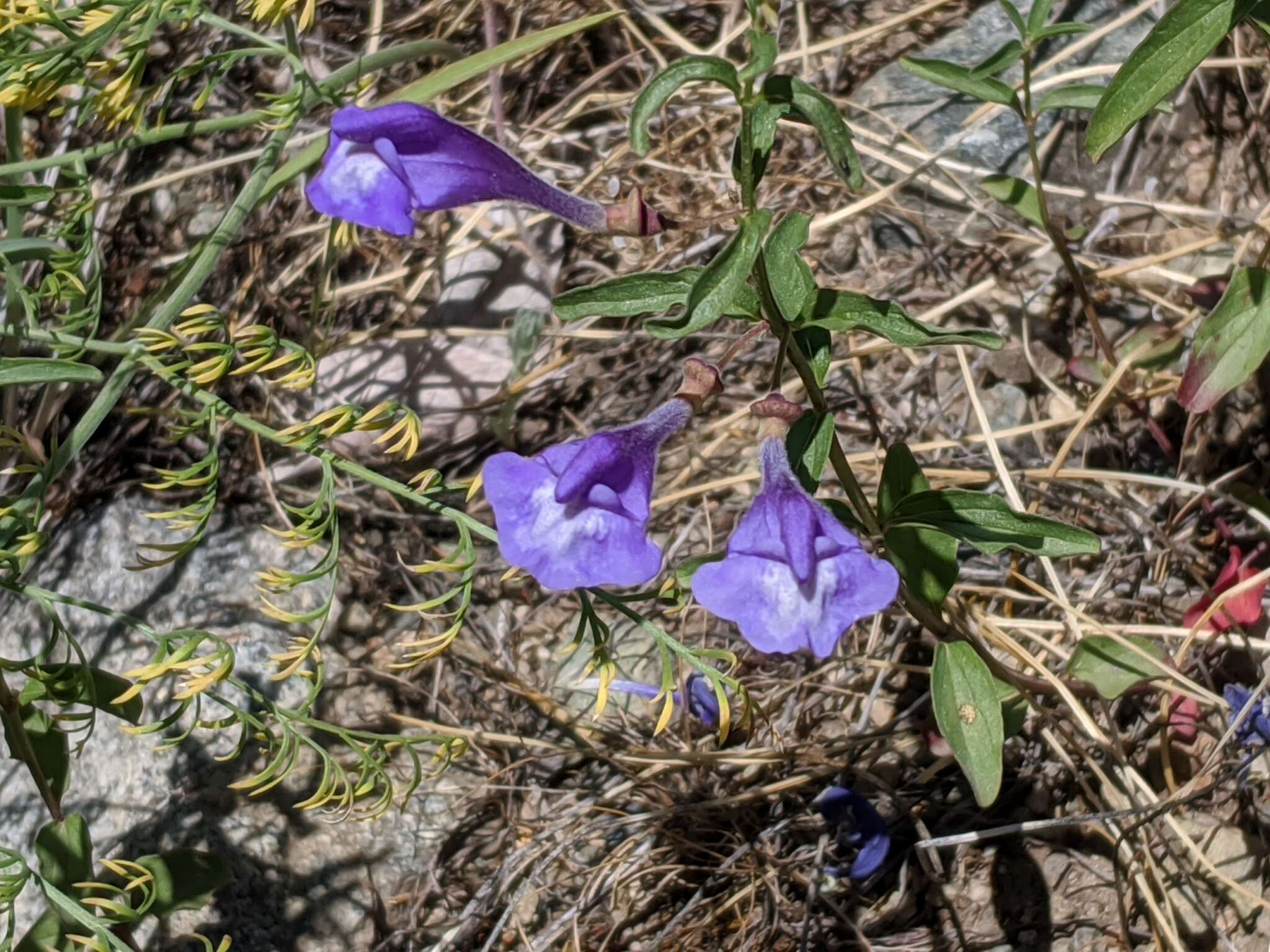 Image of narrowleaf skullcap