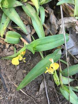 Image of Wandering jew