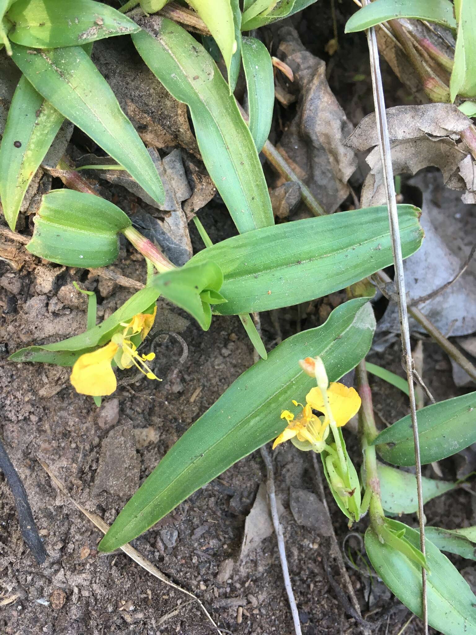 Imagem de Commelina africana L.