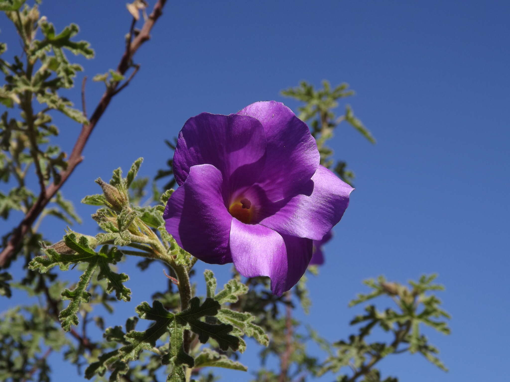 Image of Hibiscus huegelii Endl.