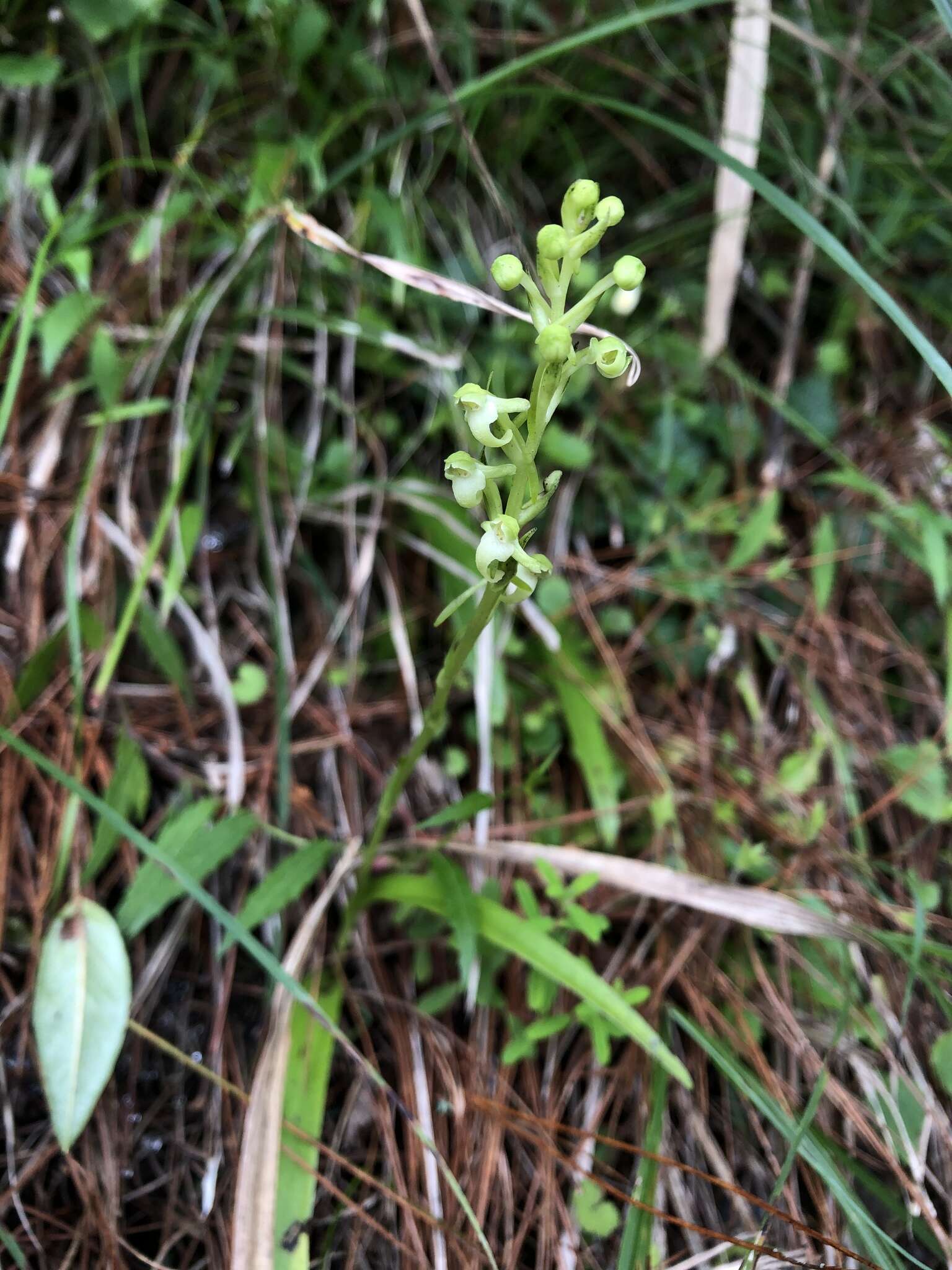 Platanthera devolii (T. P. Lin & T. W. Hu) T. P. Lin & K. Inoue resmi