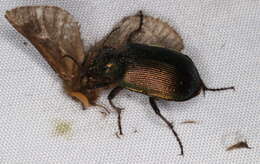 Imagem de Calosoma (Calosoma) schayeri Erichson 1842