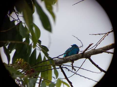 Image of Turquoise Cotinga