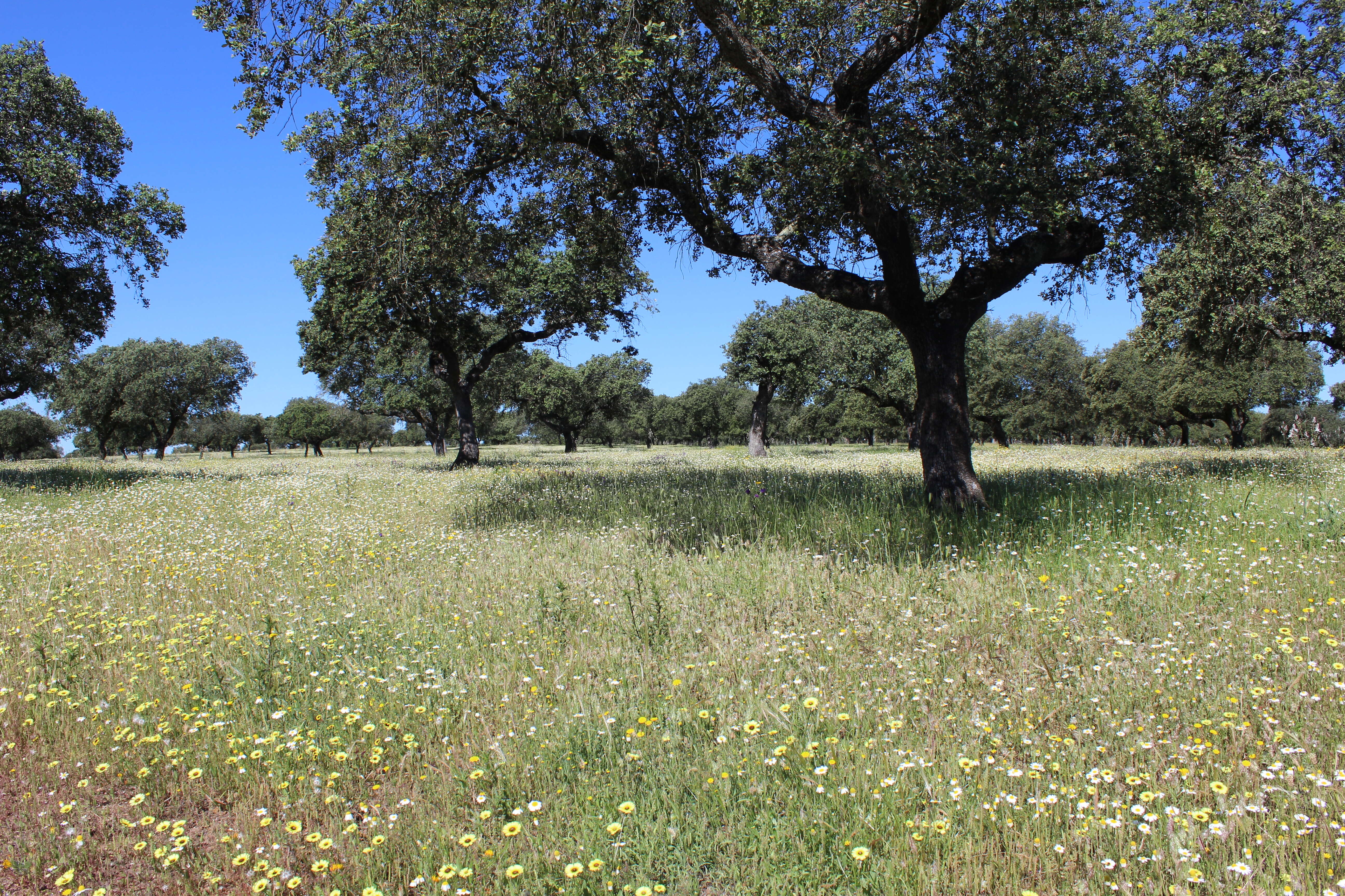 Image of Holm Oak