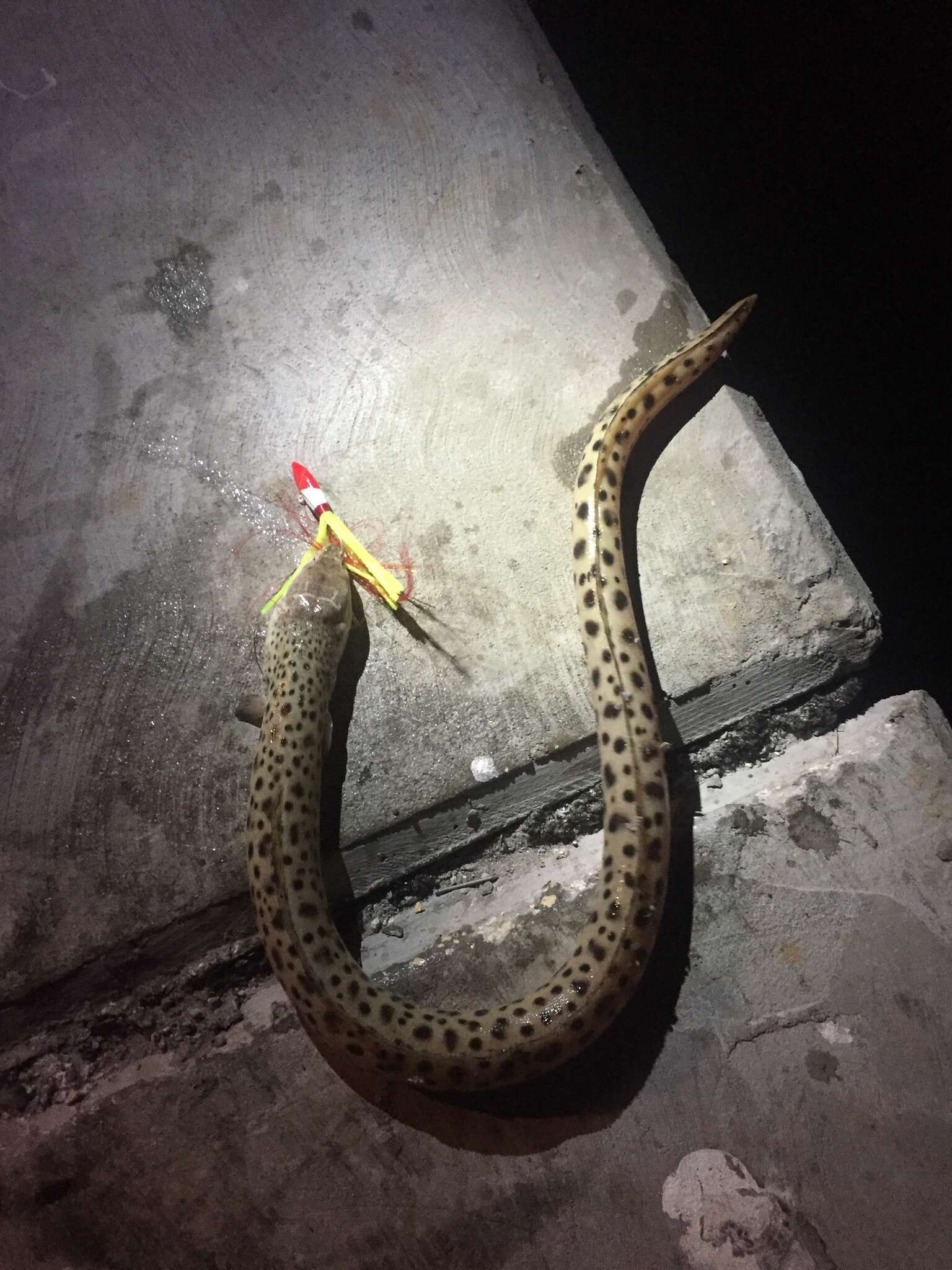 Image of Spotted Spoon-nose Eel