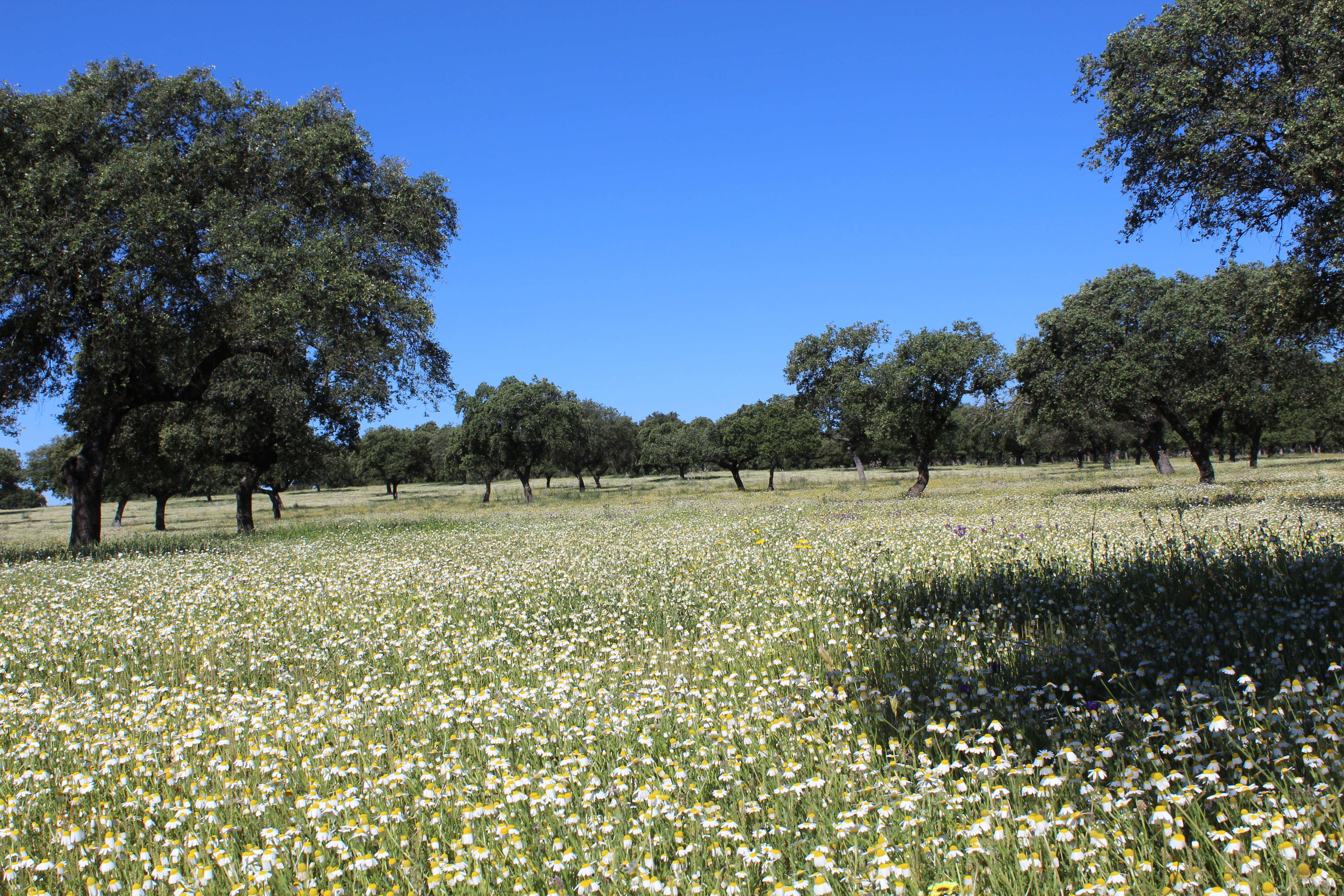 Image of Holm Oak