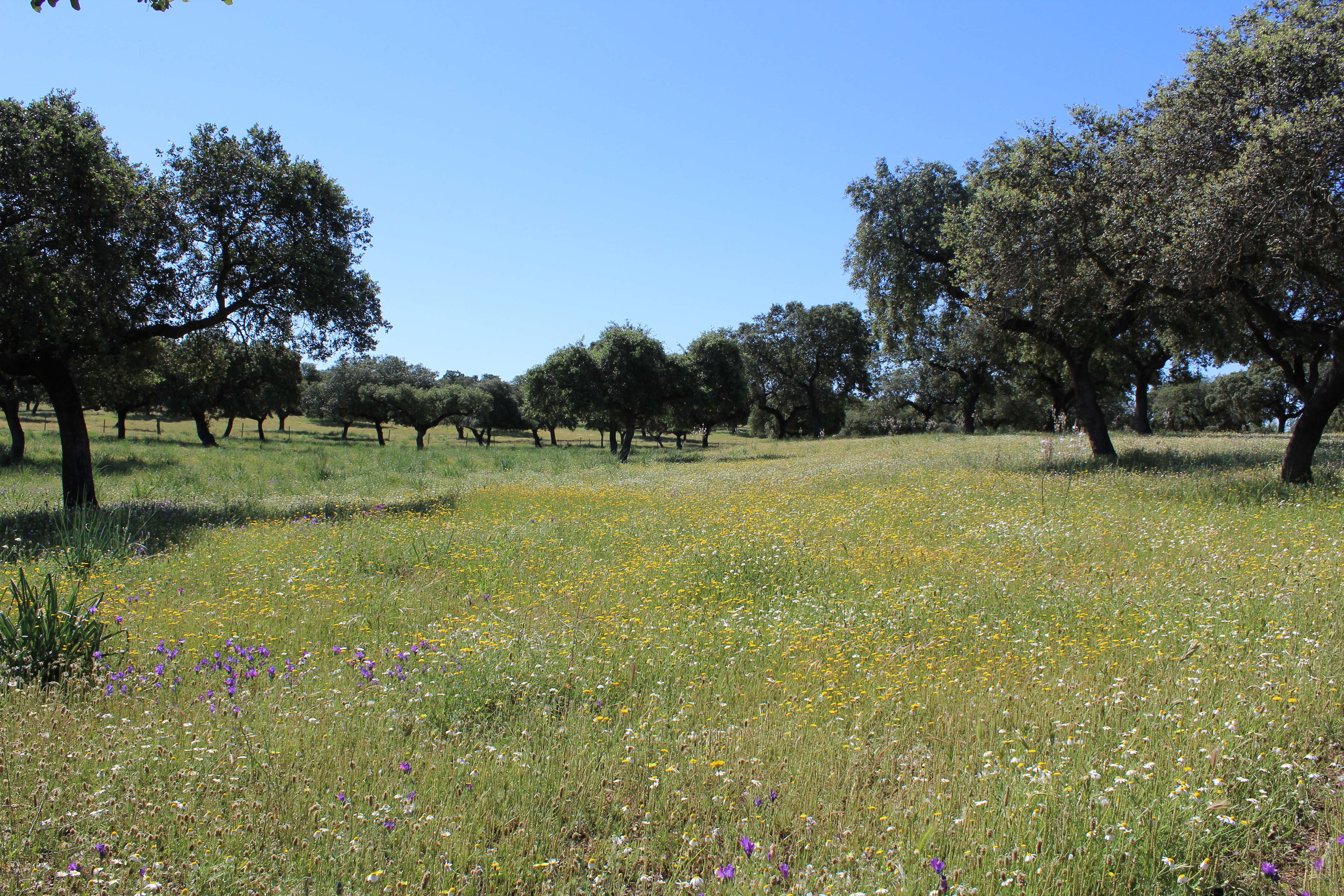 Image of Holm Oak