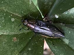 Image of Chrysesthes tripunctata (Fabricius 1787)