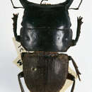 Image of Mokohinau stag beetle