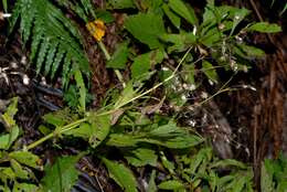 Imagem de Senecio solandri var. rufiglandulosus (Col.) Allan