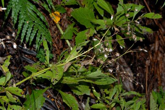 Image de Senecio solandri Allan