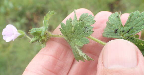 Image of Geranium wakkerstroomianum R. Knuth