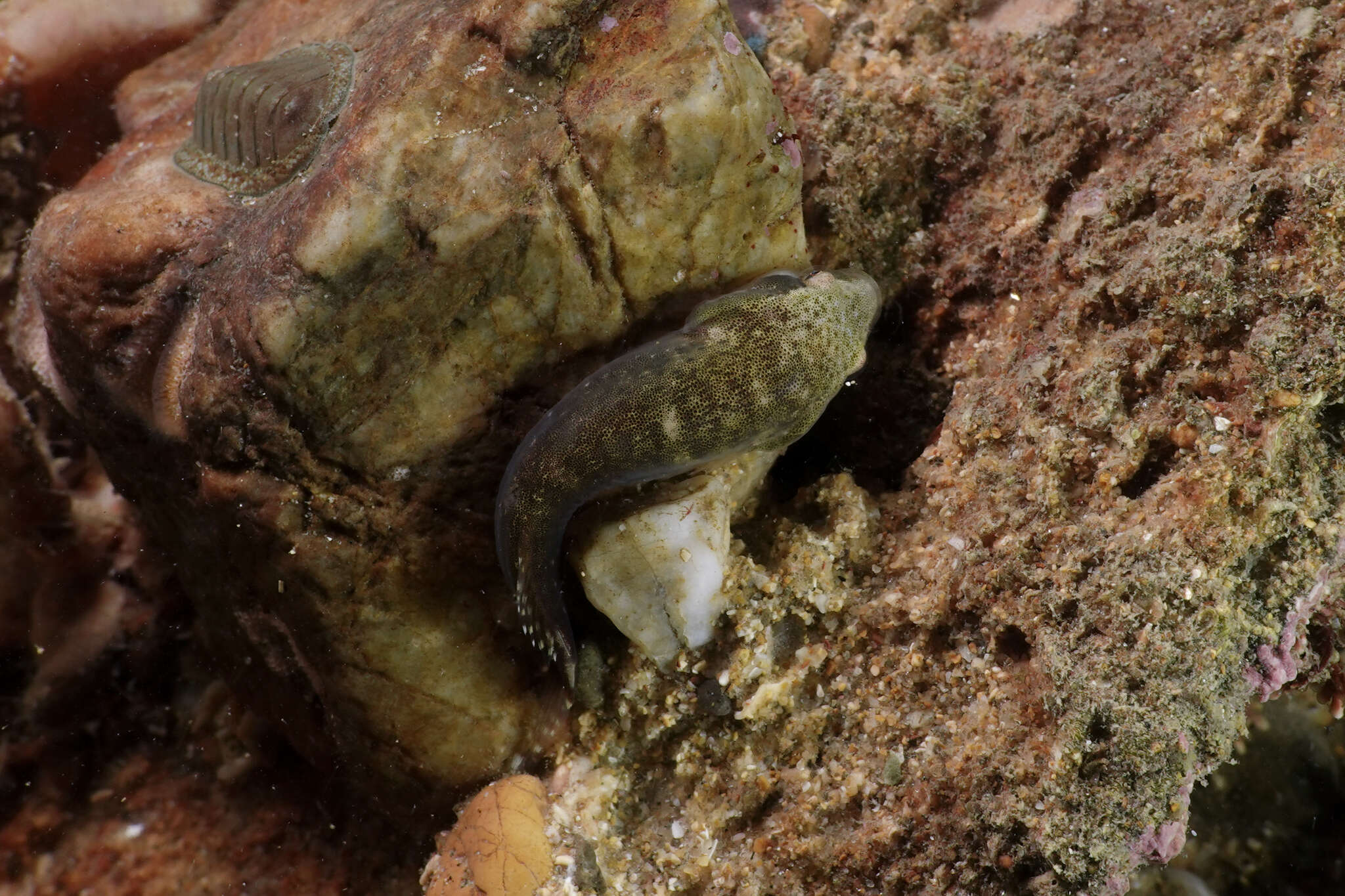 Image of Estuary Clingfish