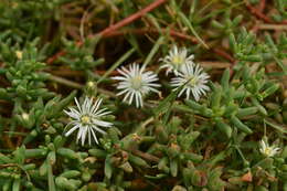 Image of Mesembryanthemum parviflorum Jacq.