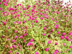 Image of Globe Amaranth