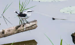 Image of Fluvicola nengeta atripennis Sclater & PL 1860