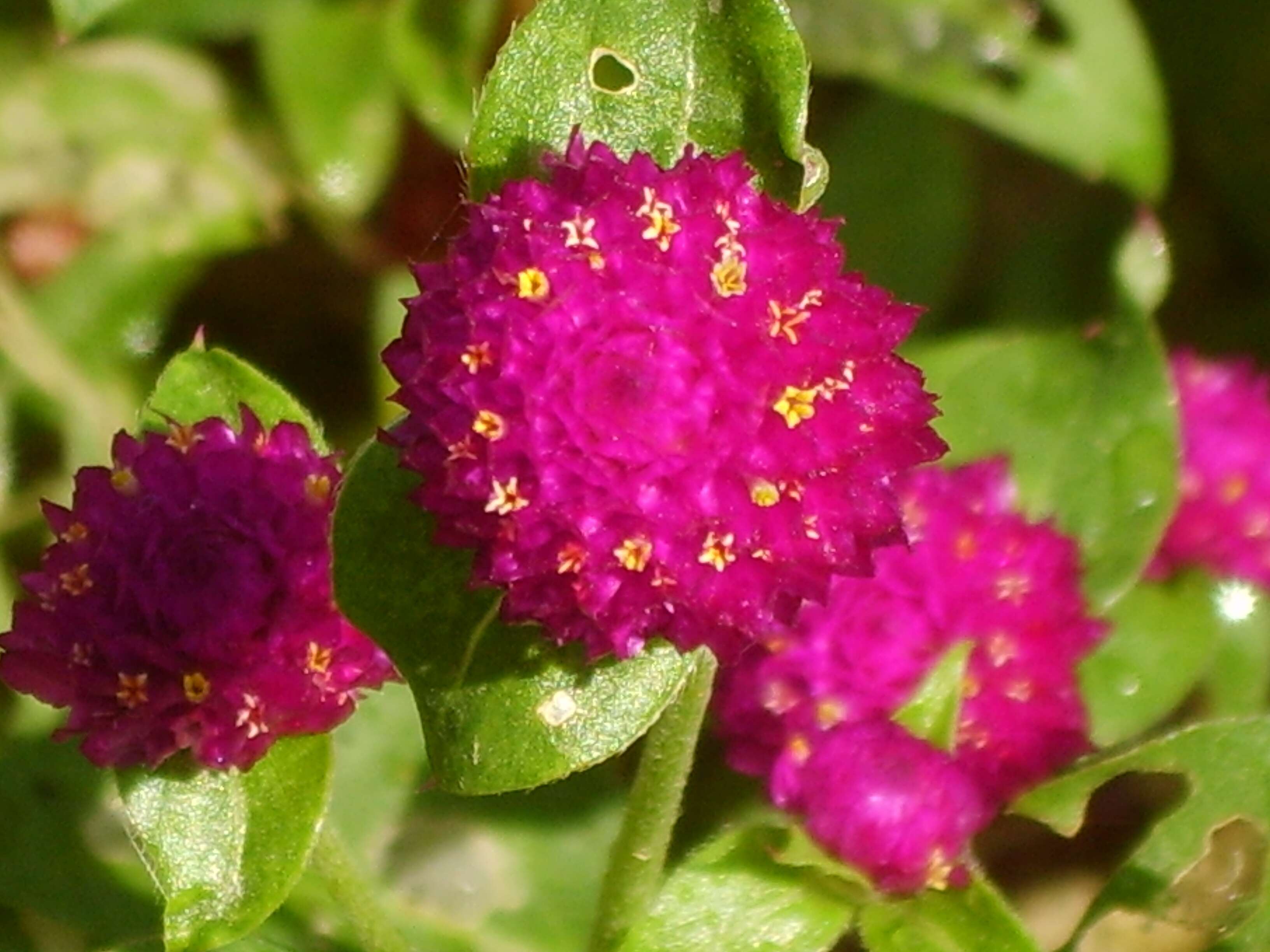 Image of Globe Amaranth