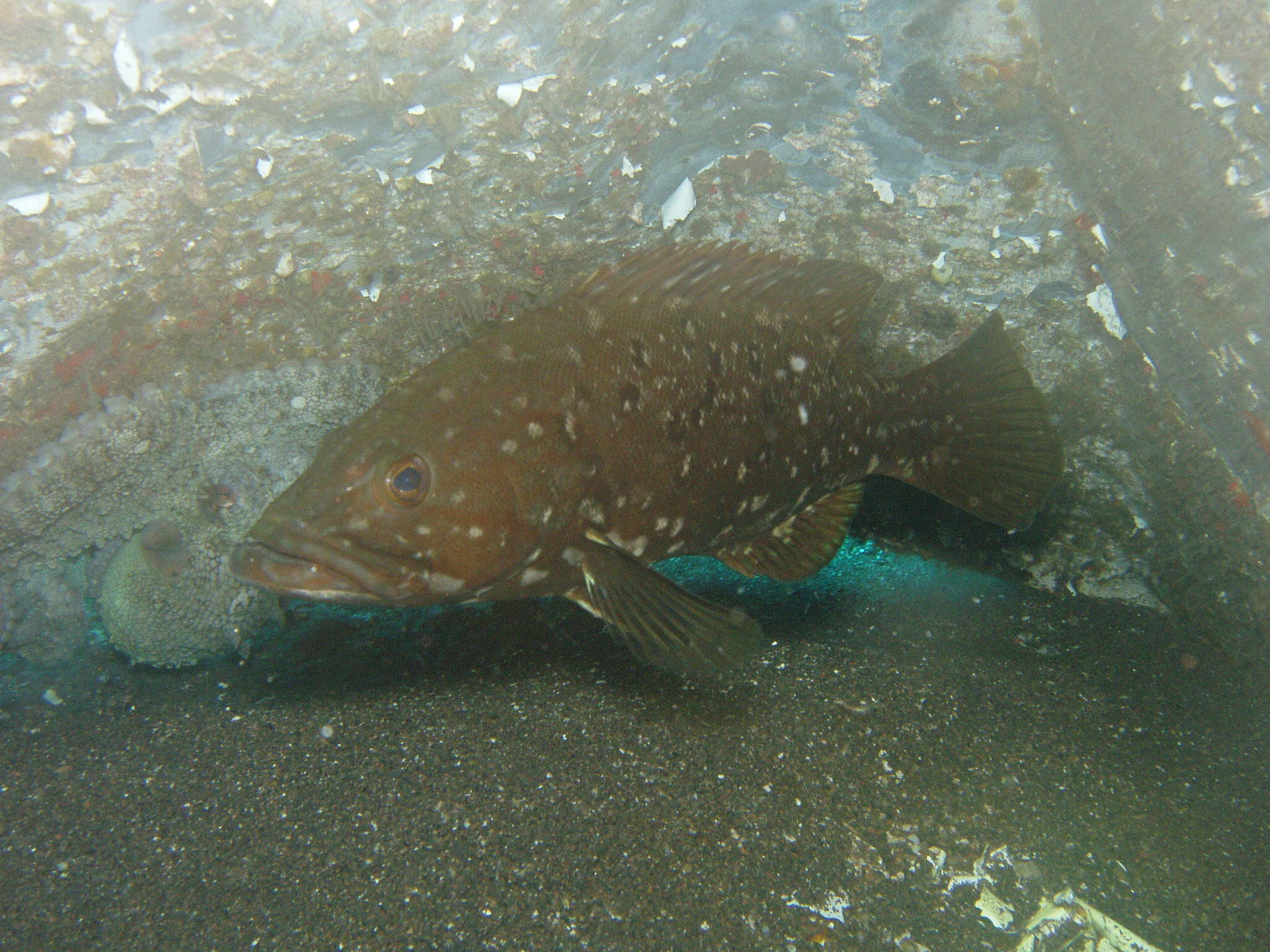 Image of Comb Grouper