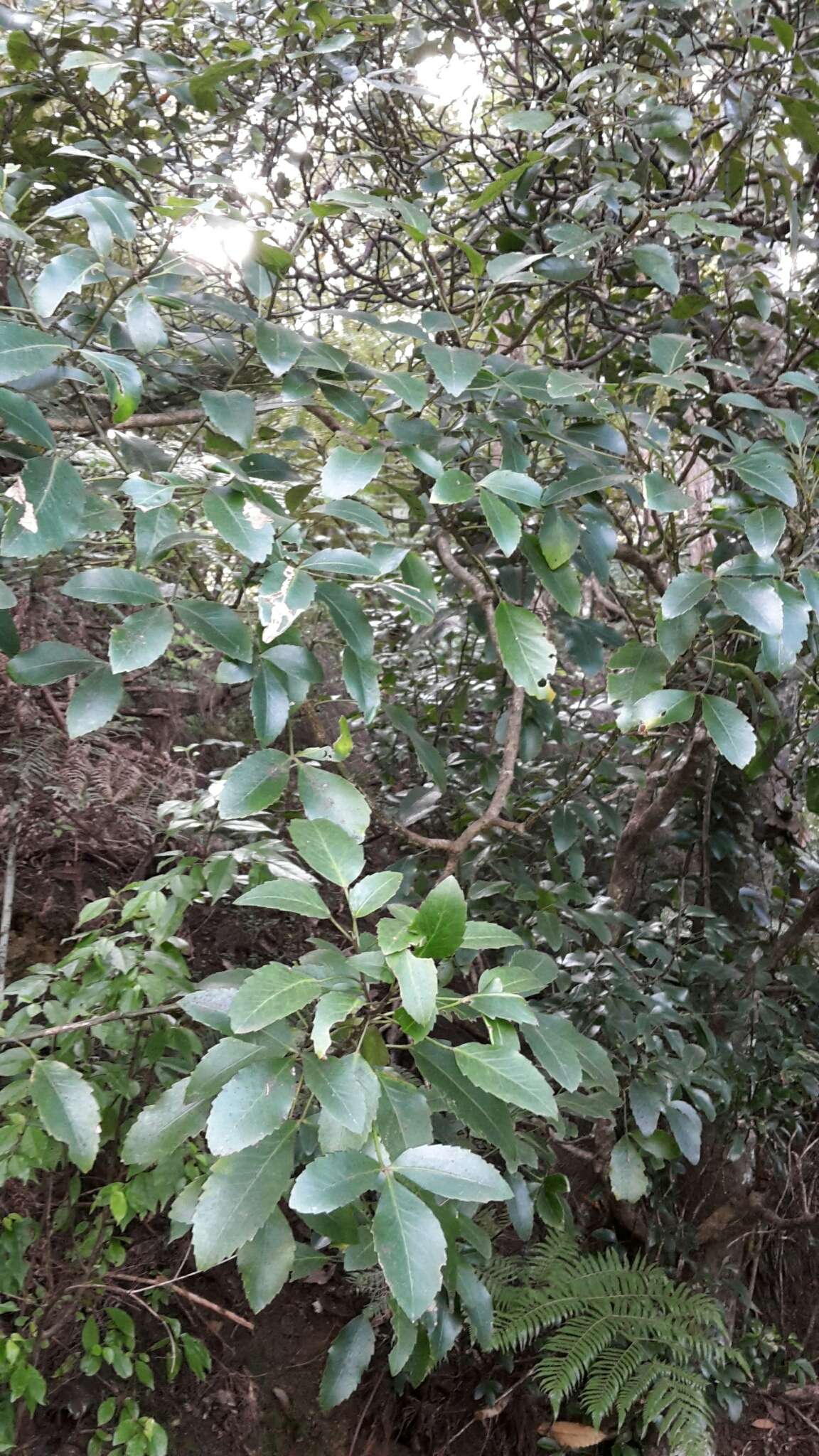 Image of Pseudopanax gilliesii Kirk