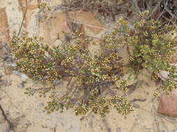 Image of Helichrysum asperum var. glabrum O. M. Hilliard