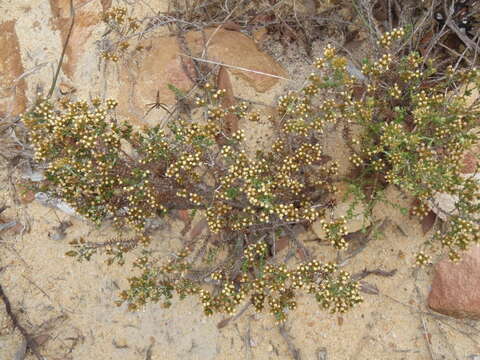 Image of Helichrysum asperum var. glabrum O. M. Hilliard