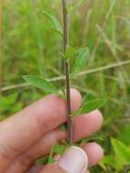 Image of gray goldenrod