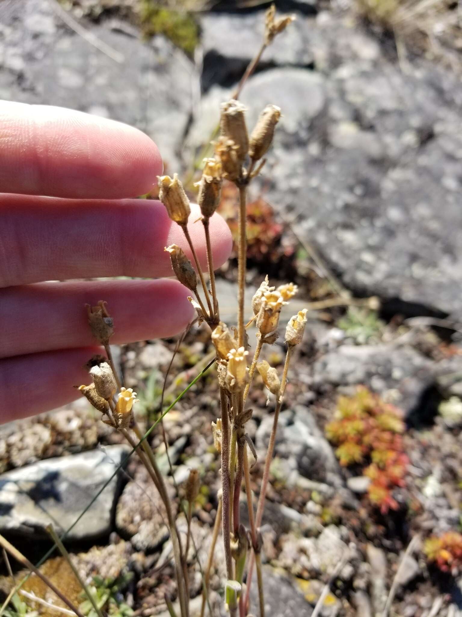 Image of Taimyr catchfly