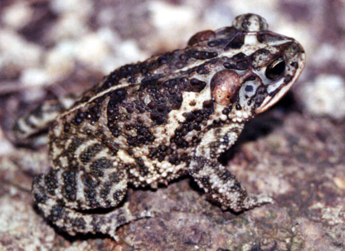 Image of Southern Round-gland Toad