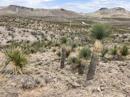 Слика од Yucca thompsoniana Trel.