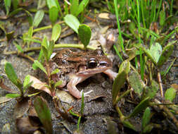 Image of American White Lipped Frog