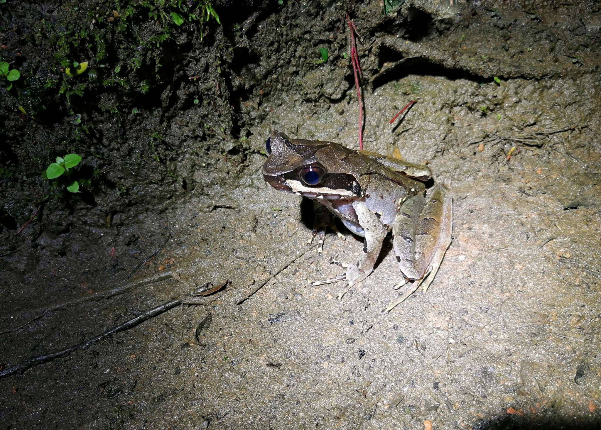 Image of Glandular horned toad