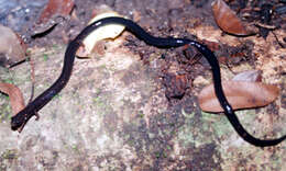 Image of Lungless Worm Salamanders