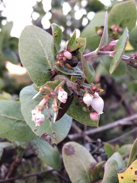 Image de Arctostaphylos osoensis P. V. Wells