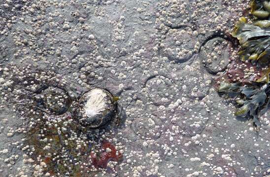 Image of Common limpet