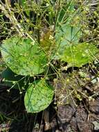 Image of American water plantain