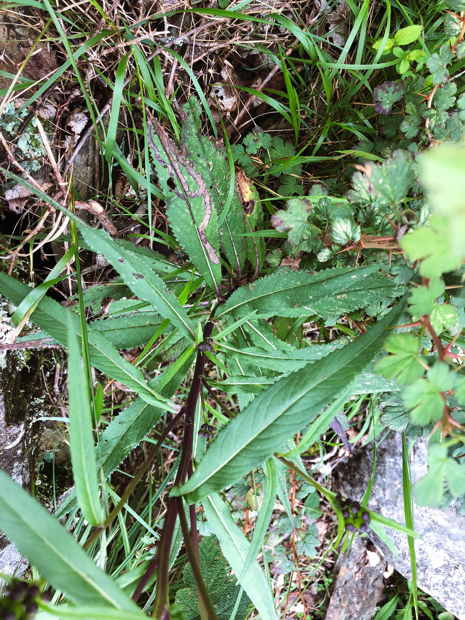 Plancia ëd Senecio morrisonensis var. dentatus Kitam.