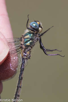 Image of Mountain Emerald