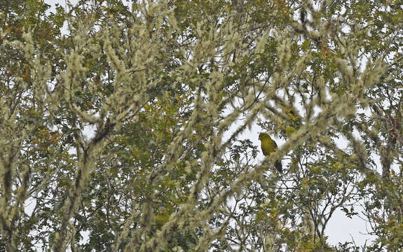 Image of Fuertes's Parrot