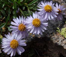 Image of rockslide yellow fleabane