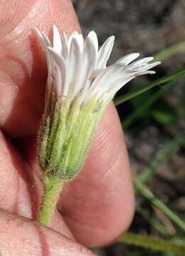 Image de Gerbera ambigua (Cass.) Sch. Bip.