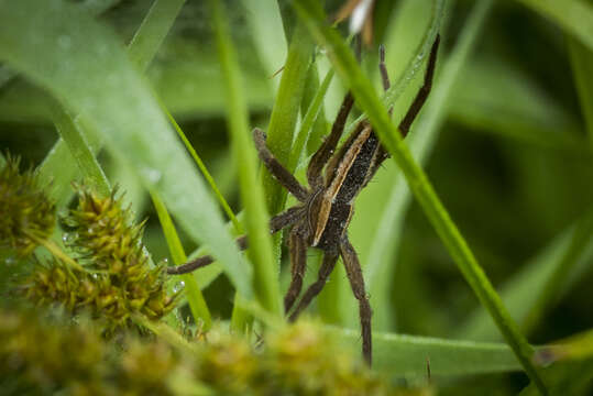 Plancia ëd Pisaurina brevipes (Emerton 1911)