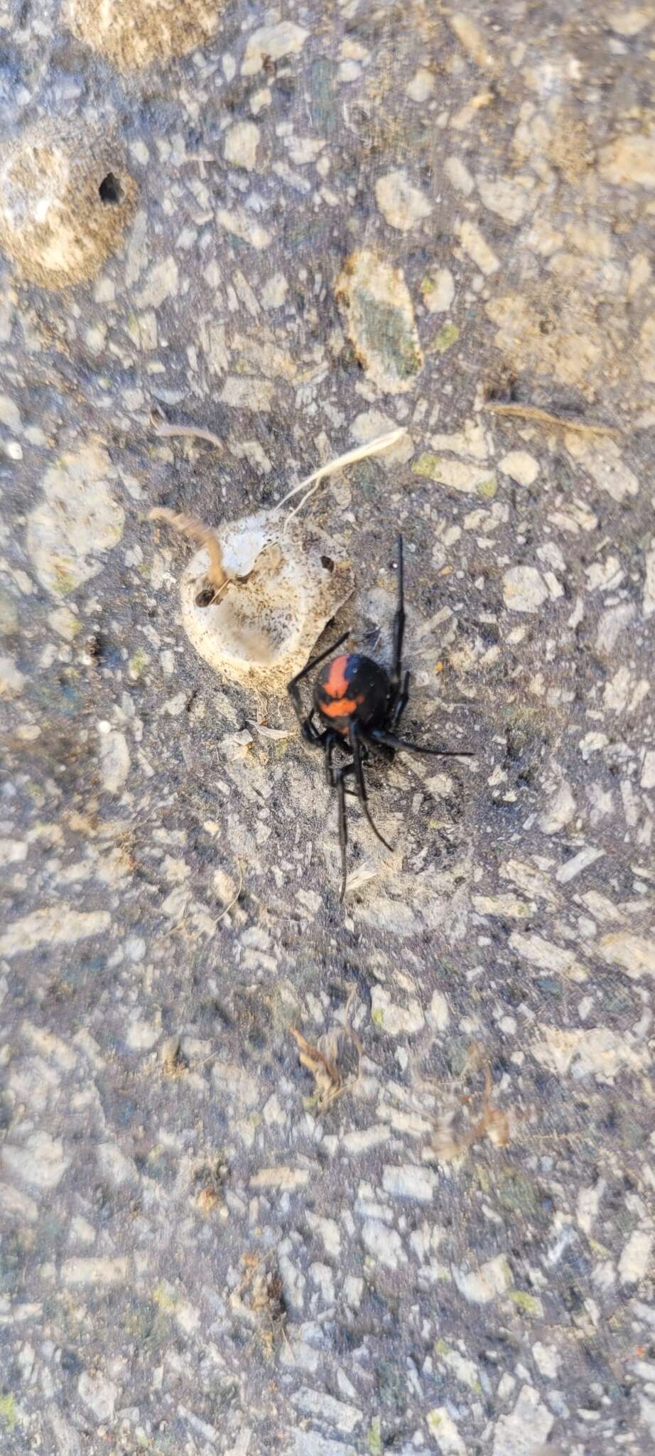 Latrodectus thoracicus Nicolet 1849的圖片