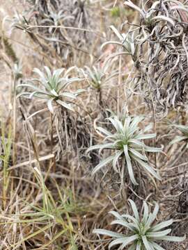 Image of island wallflower