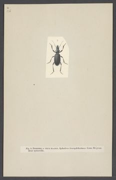 Image of Sphodrus