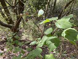 Image of big yellow velvetleaf