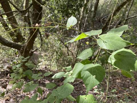 Image de Wissadula amplissima (L.) R. E. Fries