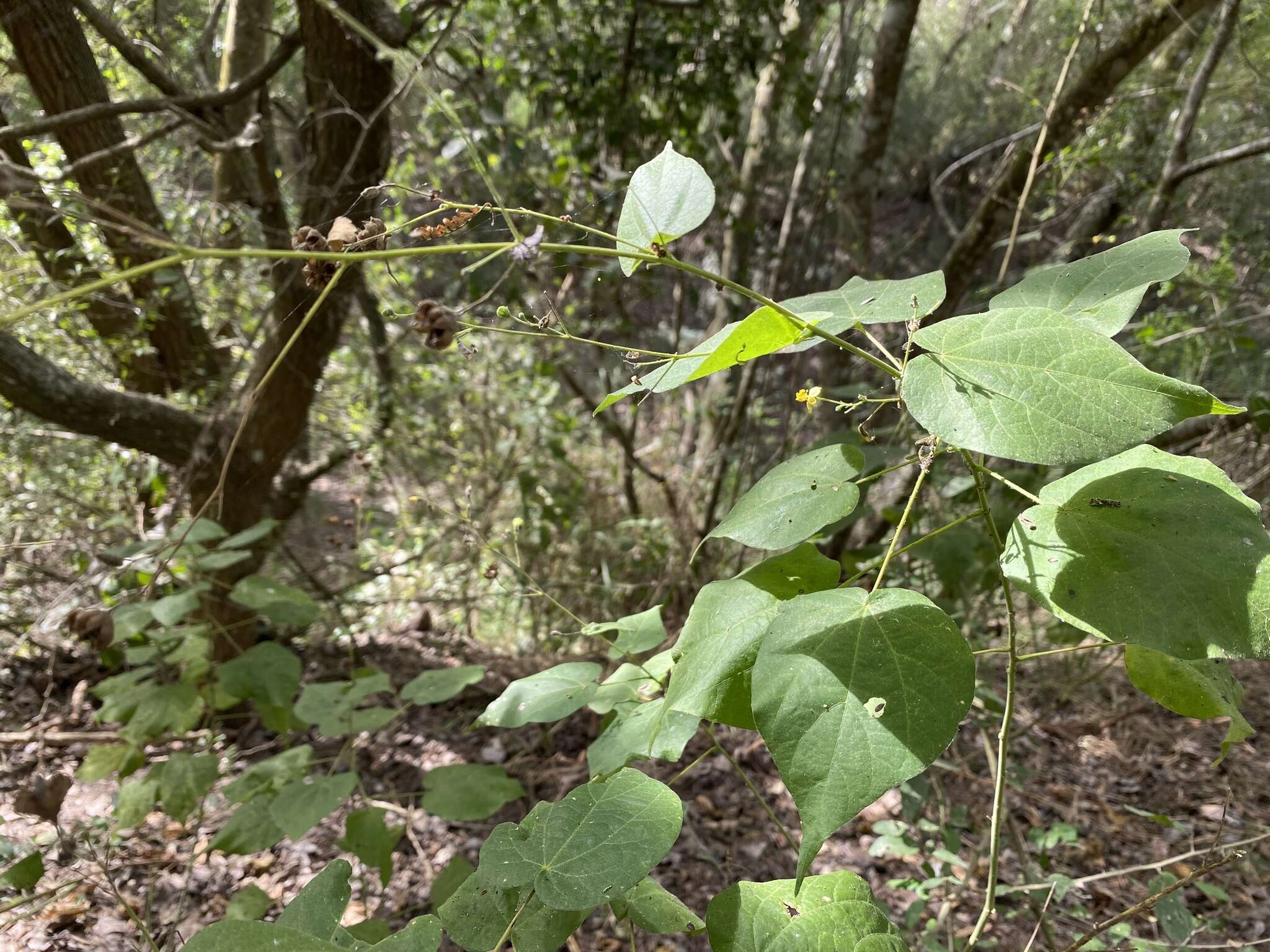 Image of big yellow velvetleaf